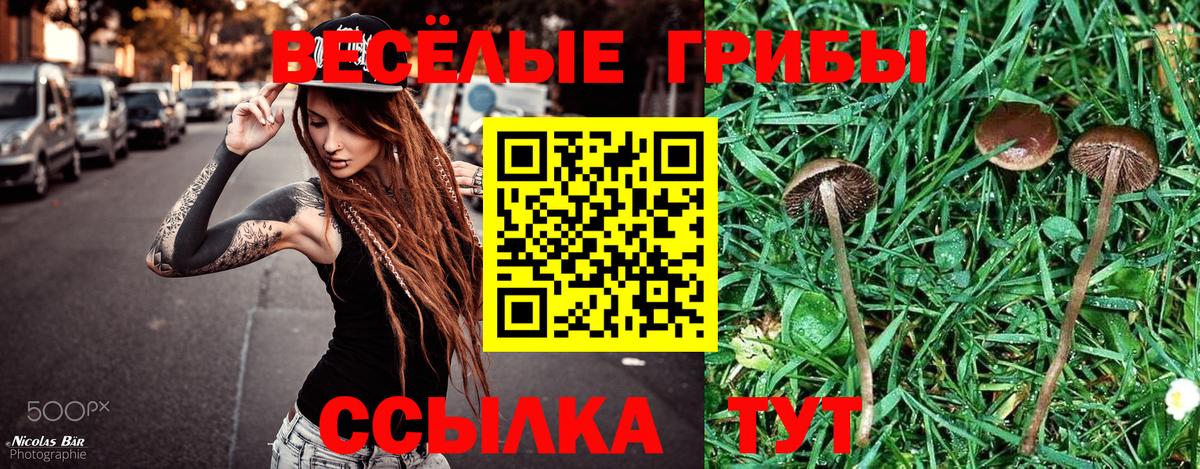 Альметьевск  Галлюциногенные грибы прущие грибы  Вход с VPN  Галлюциногенные грибы Psilocybine cubensis 